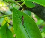 Aedes flavescens (Picture: Patrick Gutjahr).