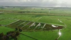 Aerial view of the five-hectare cattail polder (Picture: Jens-Uwe Holthuis).