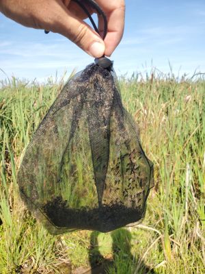 Sample bag after 24 hours of collection  (Foto: Patrick Gutjahr)