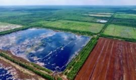 Abgetorft und restauriert: das Hochmoor Orshinski Mokh in der Provinz Tver/Russische Föderation (Foto: Kirill Shakhmatov)