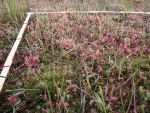 Untersuchung zu Dominanz und Abundanz von Drosera rotundifolia (Balazs Baranyai)