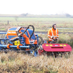 Irus belt rake swathers raking cattail crop (Picture: Jens-Uwe Holthuis).