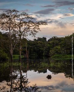Güeppi Sekime National Park Crédito © Diego Pérez  WWF Peru