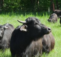 Wasserbüffel der Möllmer Seewiesen aus dem BluMo-Projekt; Copyright: LfU; Fotograf Christian Betz