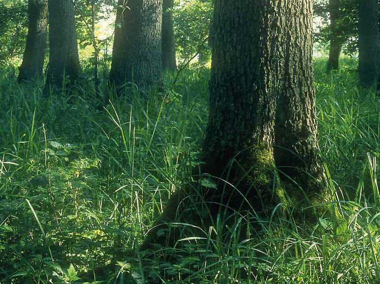 Erle im Hochwald