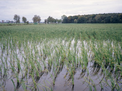 Rohrkolbenanpflanzung im Donaumoos